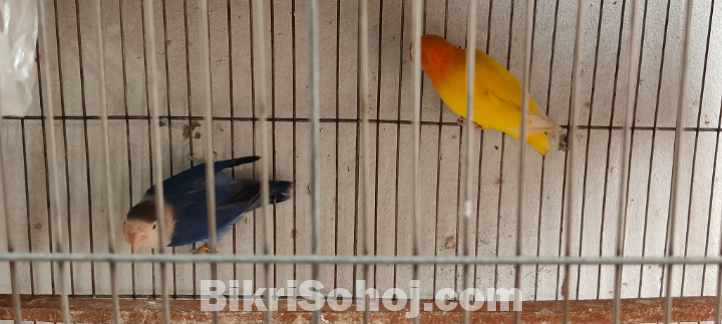 love bird